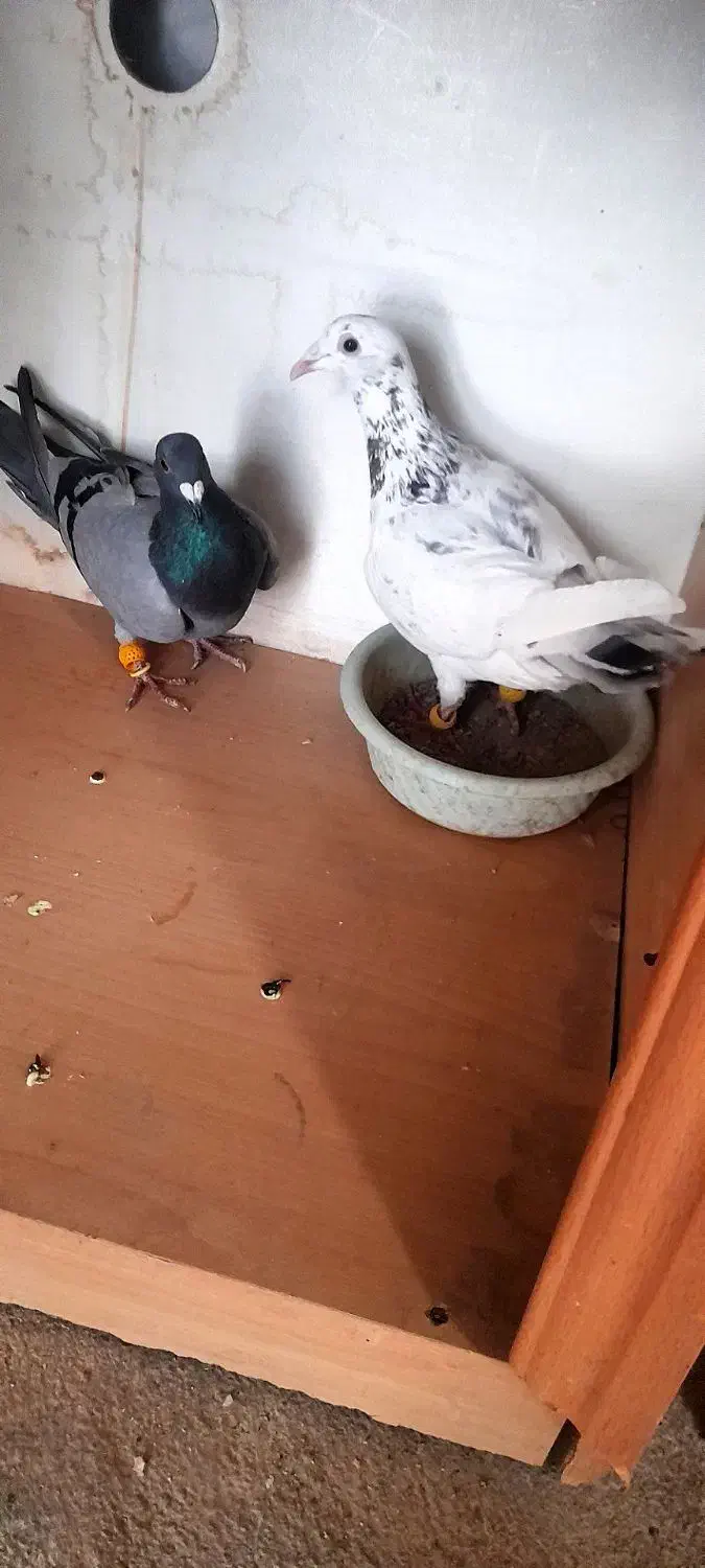 کبوتر|پرنده|دشتابی, |دیوار