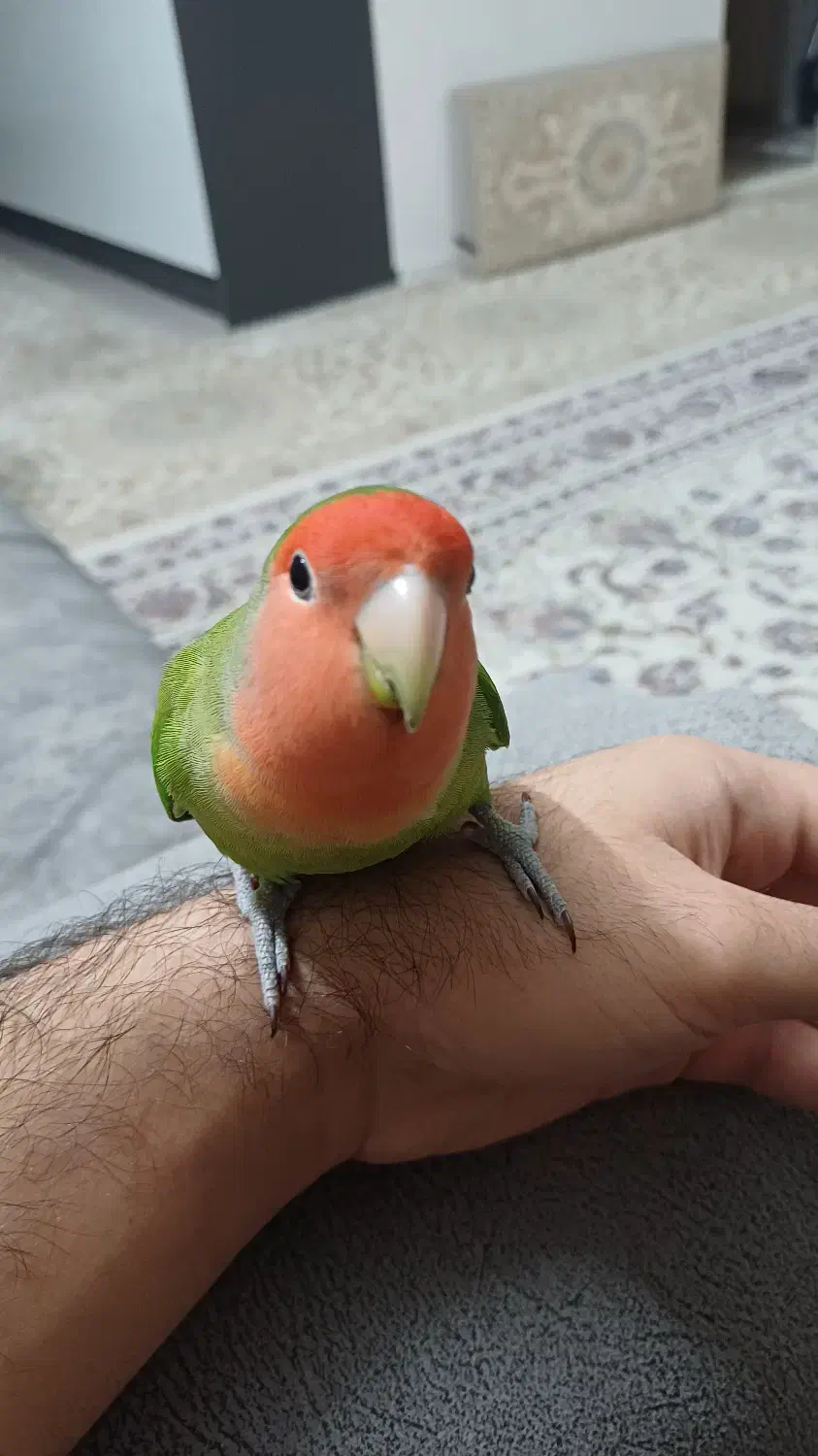 طوطی کوتوله برزیلی دستی ( Rosy-faced lovebird)|پرنده|اسلامشهر, شهرک قائمیه|دیوار