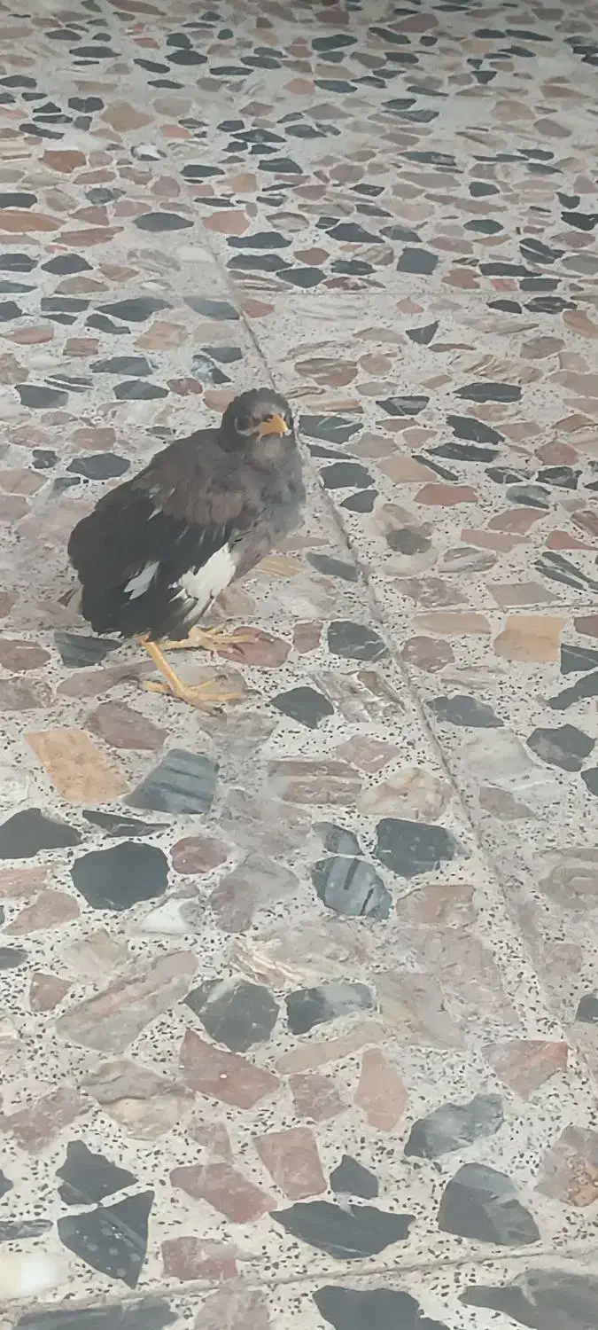 آقا مینا نر اشتی|پرنده|بندرعباس, |دیوار