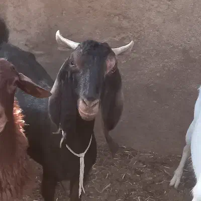 بز نر|حیوانات مزرعه|سمنان, |دیوار