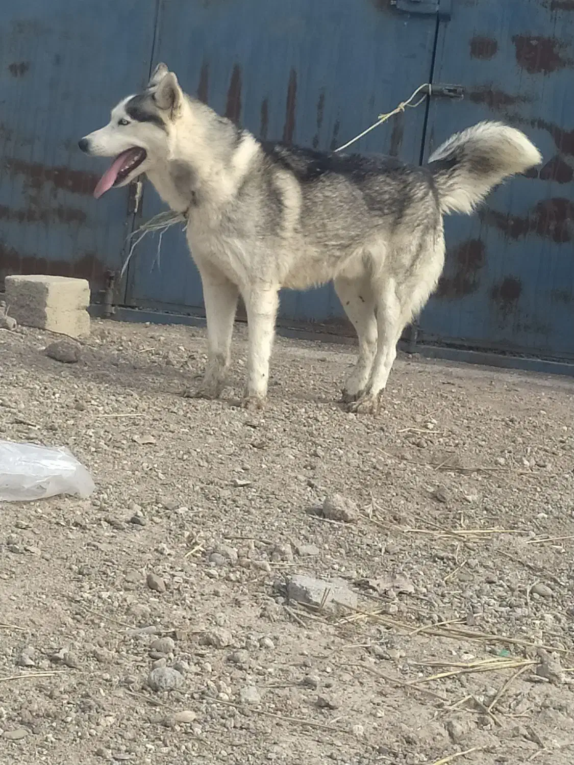 واگذاری سگ|سگ|اردبیل, |دیوار