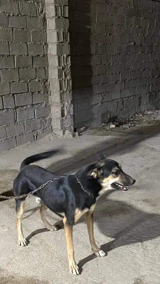 فروشی|سگ|اهواز, کوی طلاب|دیوار