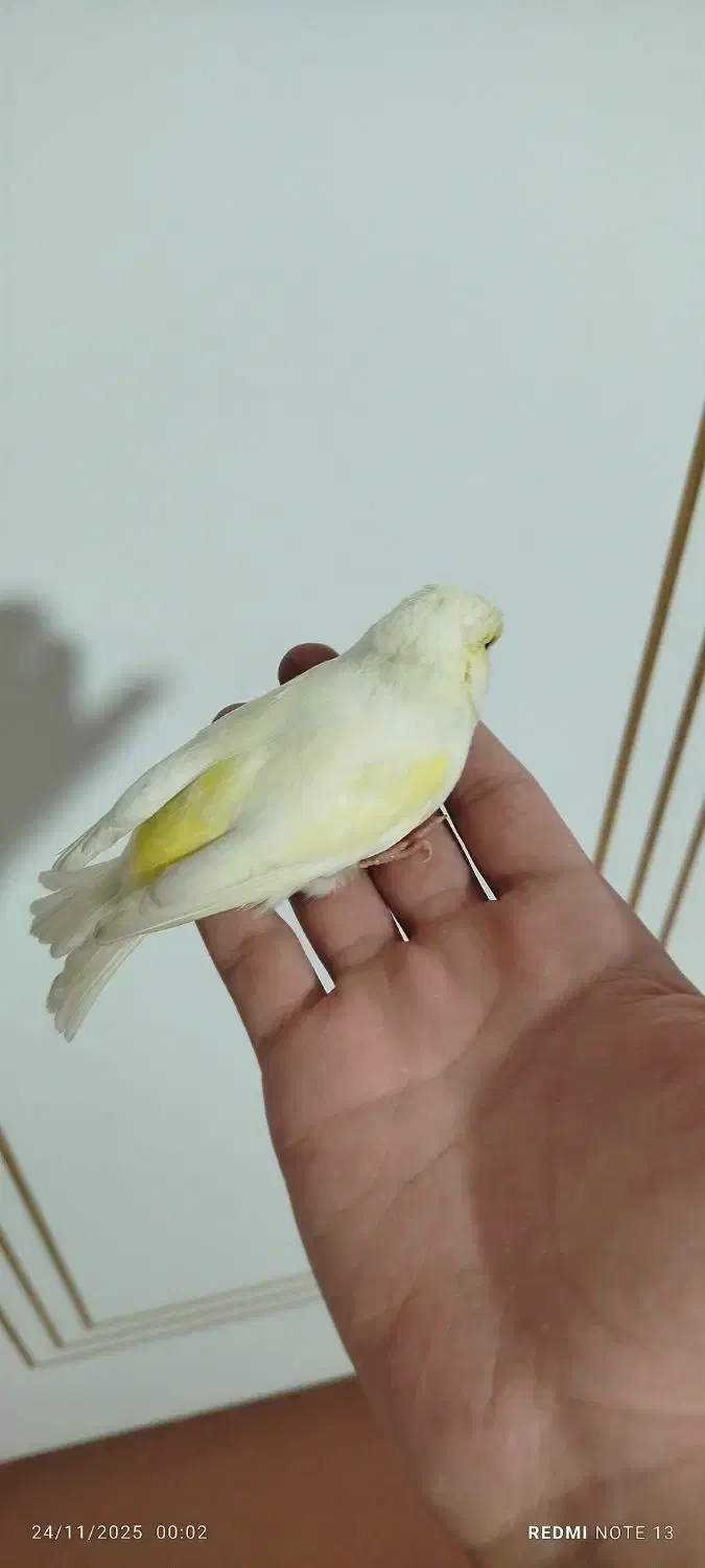 ماده|پرنده|ارومیه, |دیوار