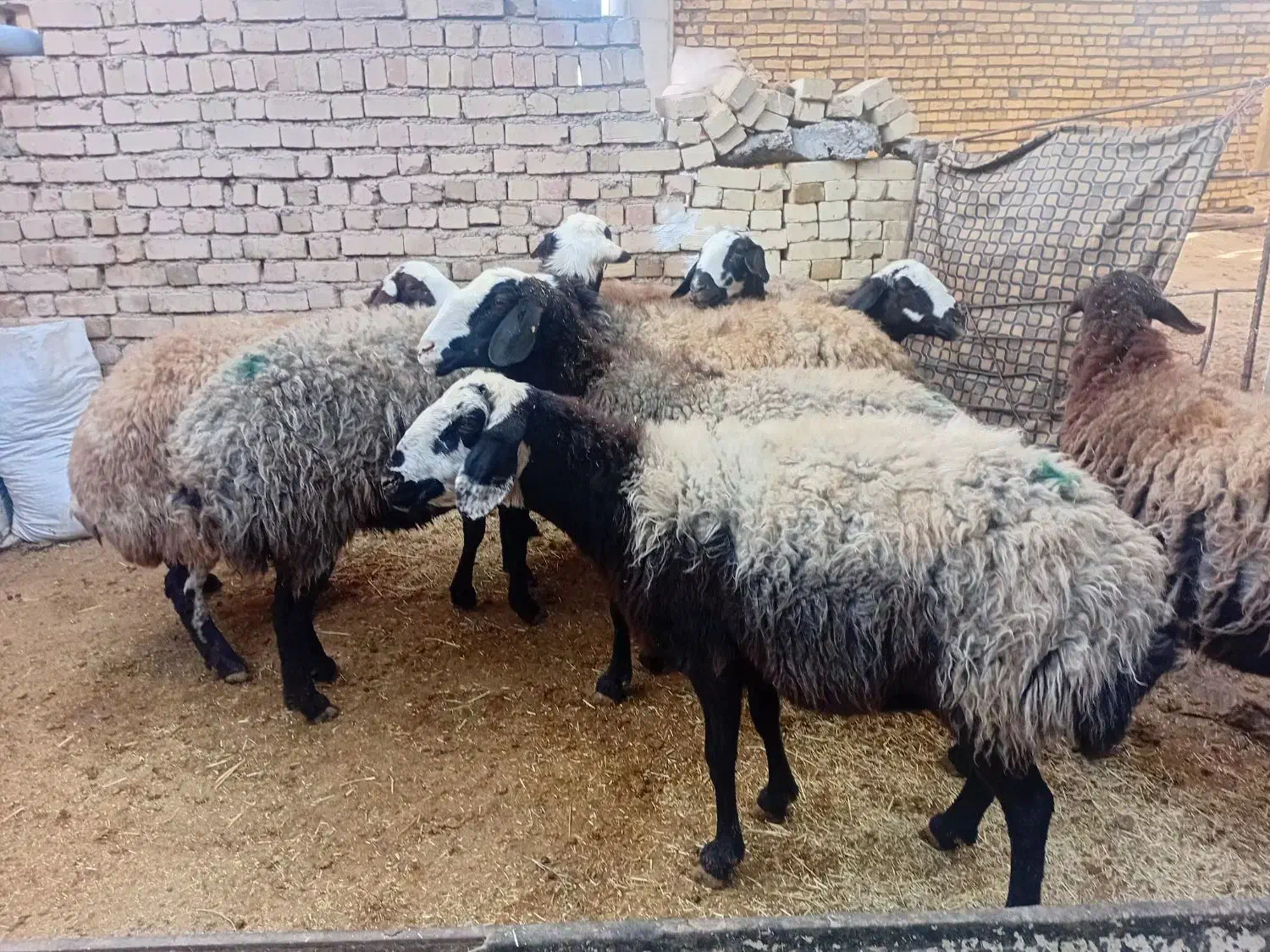 میش چالی نژاد خوب|حیوانات مزرعه|قیدار, |دیوار