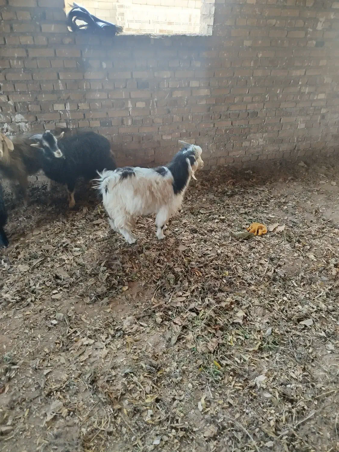 بزغاله نر خوب عالی|حیوانات مزرعه|سلماس, |دیوار