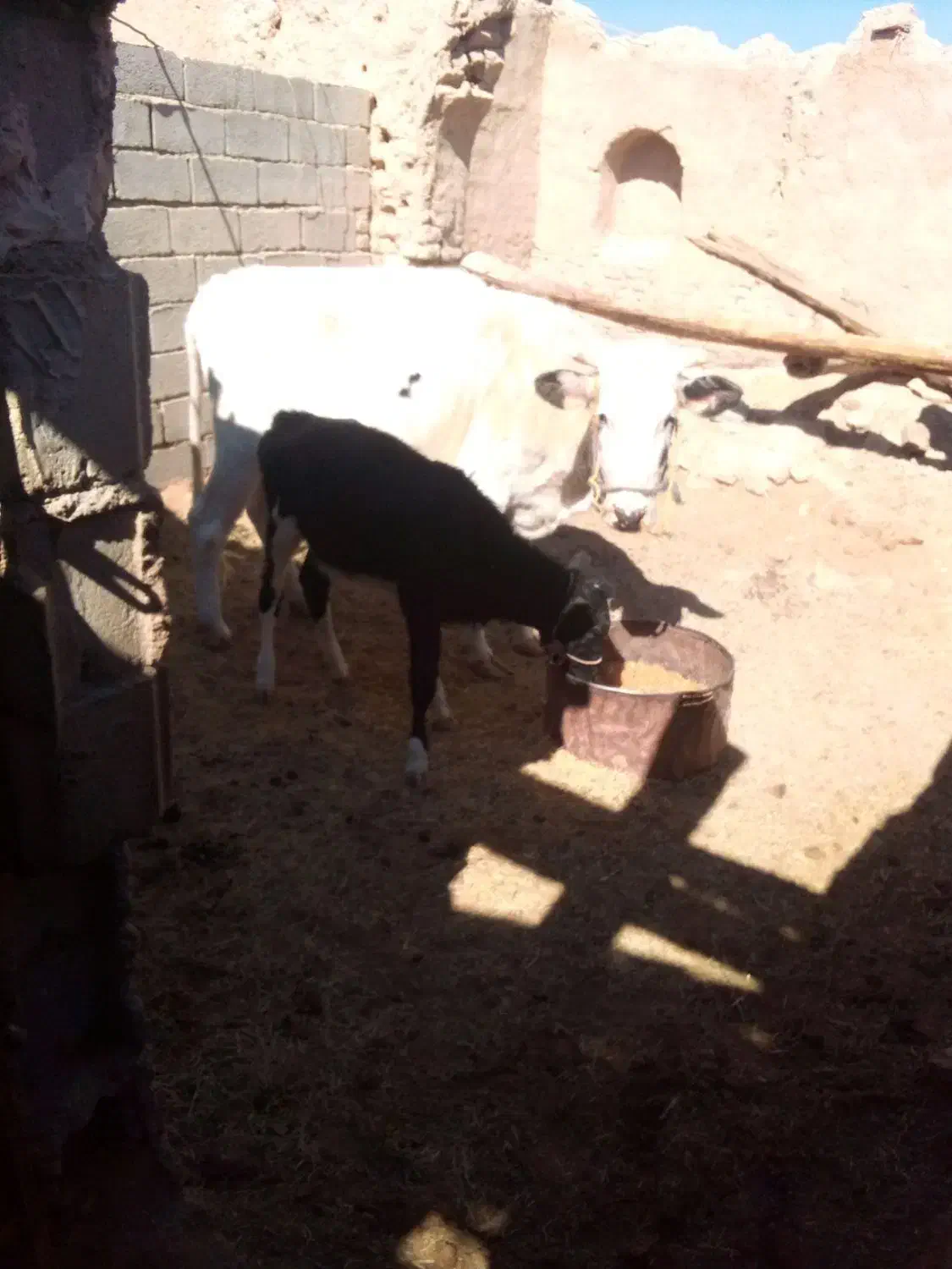 حیوانات|حیوانات مزرعه|سیب و سوران, |دیوار