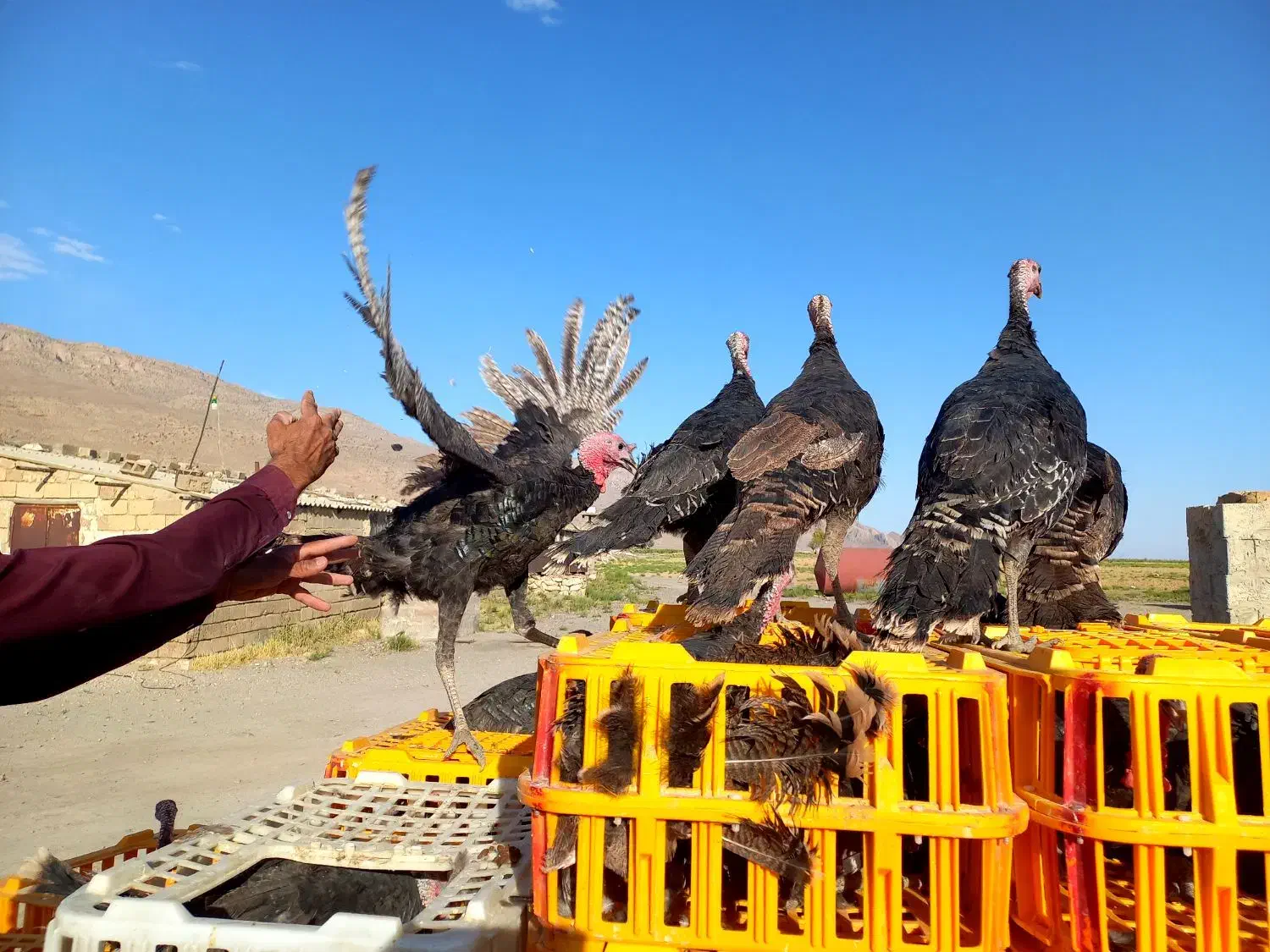 بوقلمون برنز|حیوانات مزرعه|شبانکاره, |دیوار