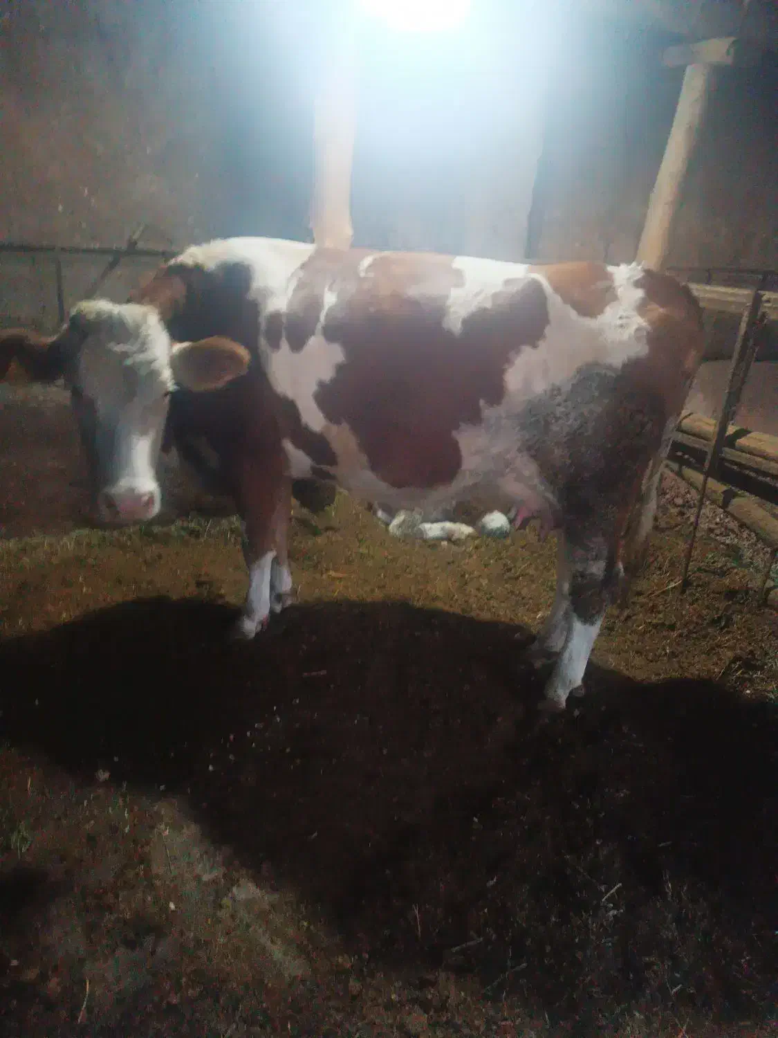 گاو شکم سوم با گوساله نر|حیوانات مزرعه|کشاورز, |دیوار