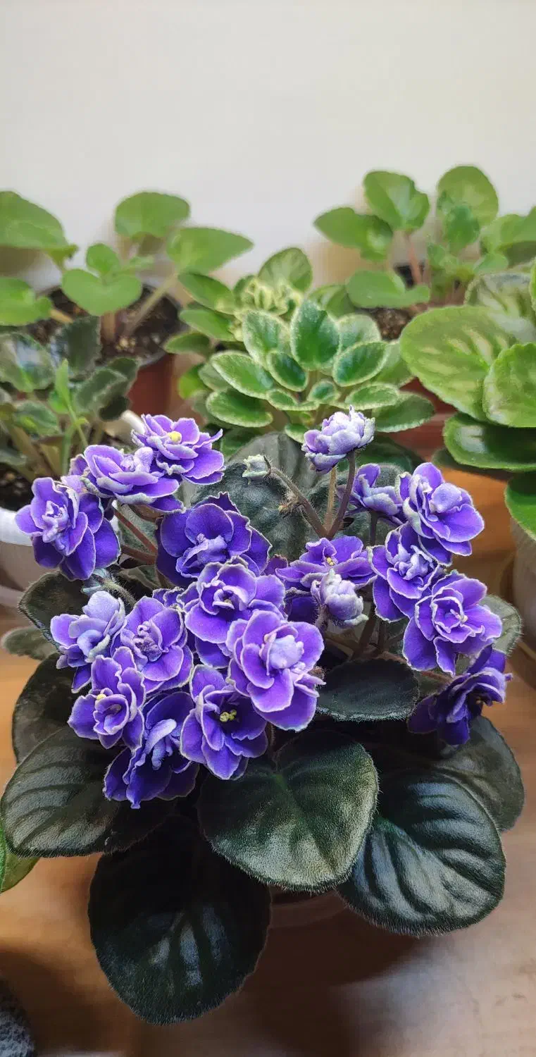 بنفشه زیبا|گل و گیاه طبیعی|رشت, کوی مهر|دیوار