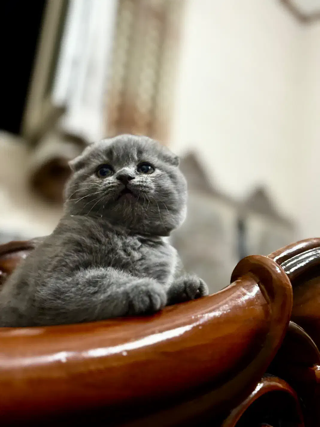 گربه اسکاتیش نر جفت گیری|گربه|کرمان, |دیوار