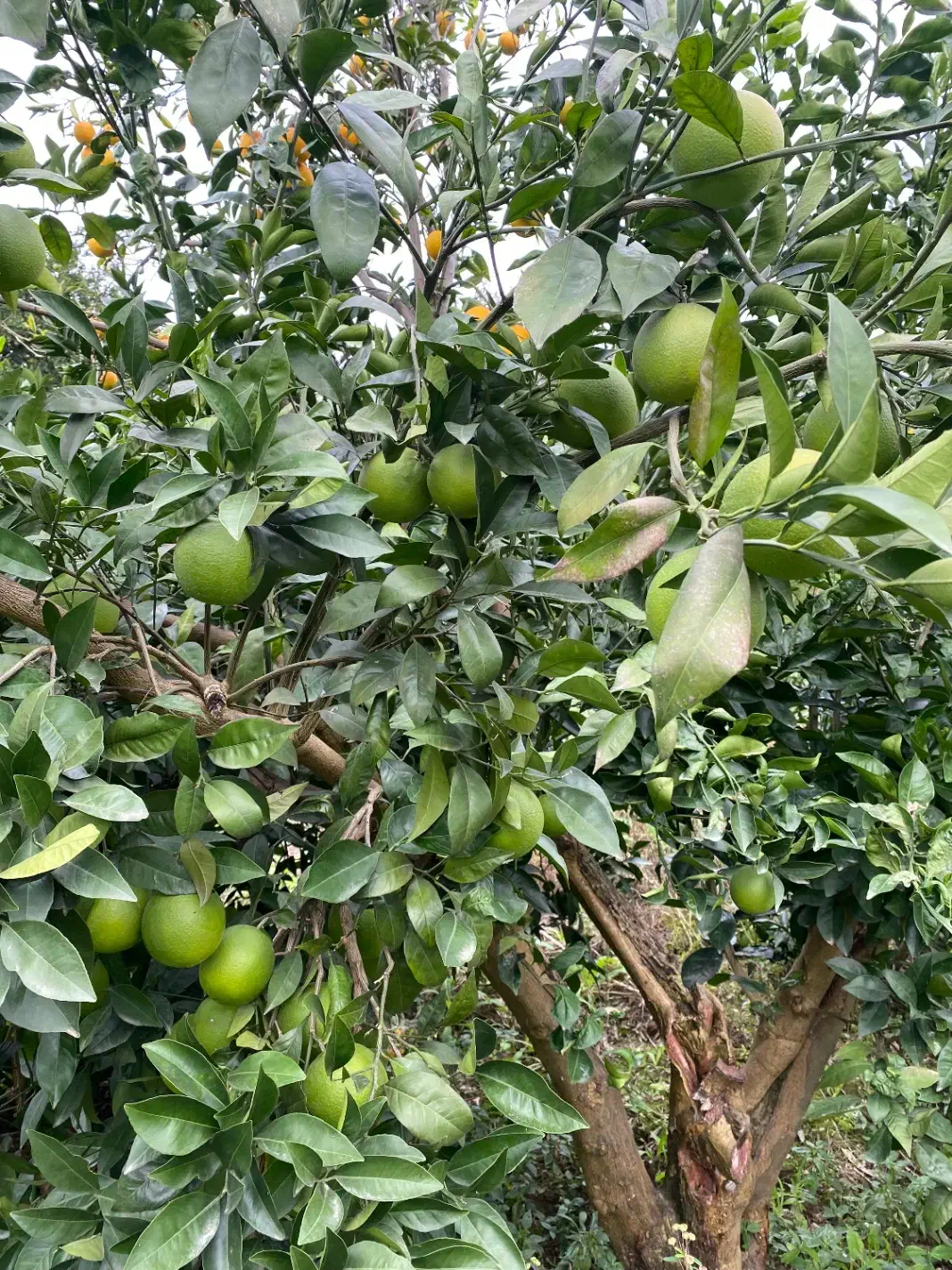 پرتقال تامسون و نارنگی|عمده‌فروشی|آمل, |دیوار