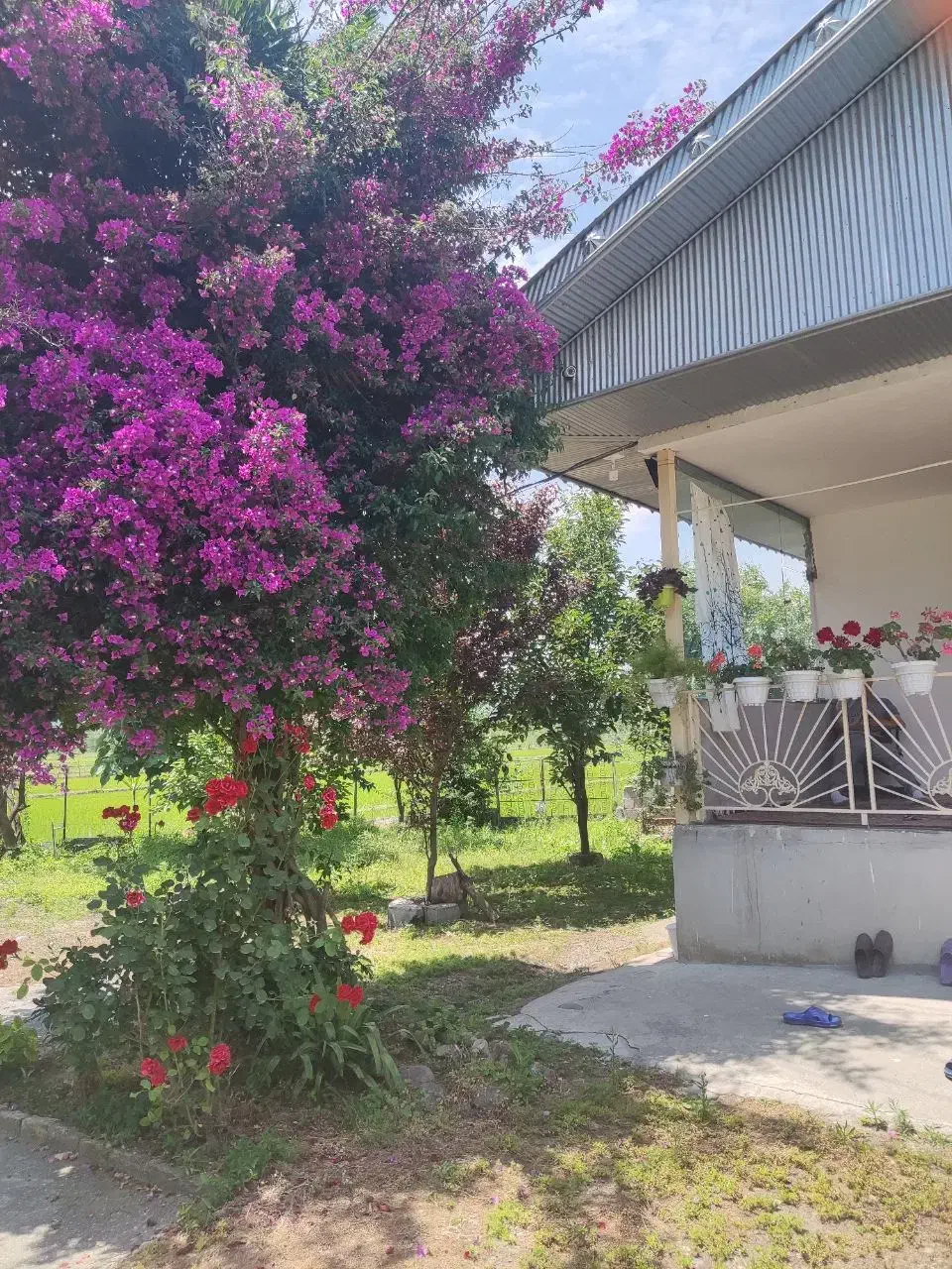 اجاره ویلا خونه باغ|اجارهٔ کوتاه‌مدت ویلا و باغ|شاندرمن, |دیوار