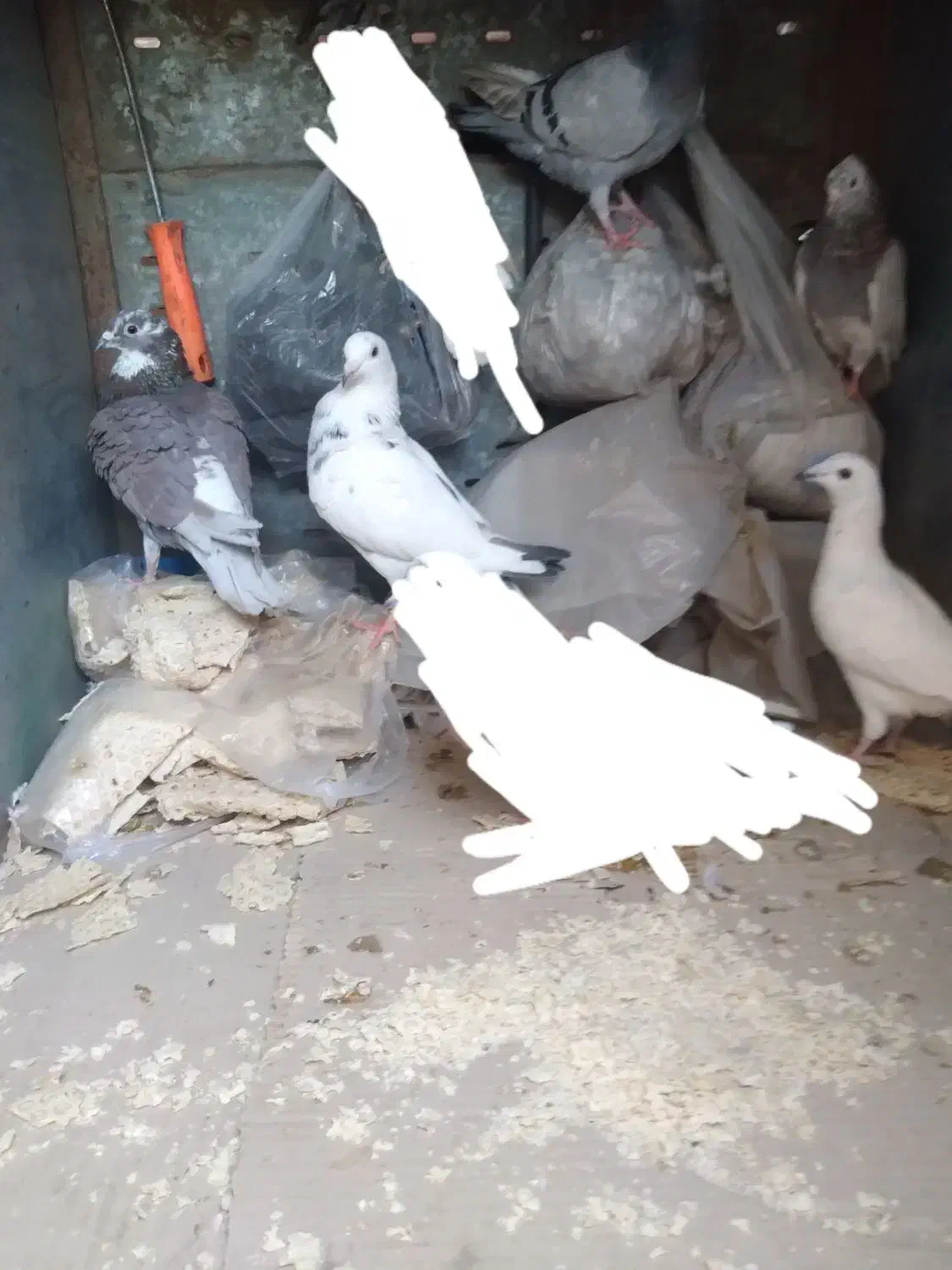 کبوترشهرستانی|پرنده|ساوه, |دیوار