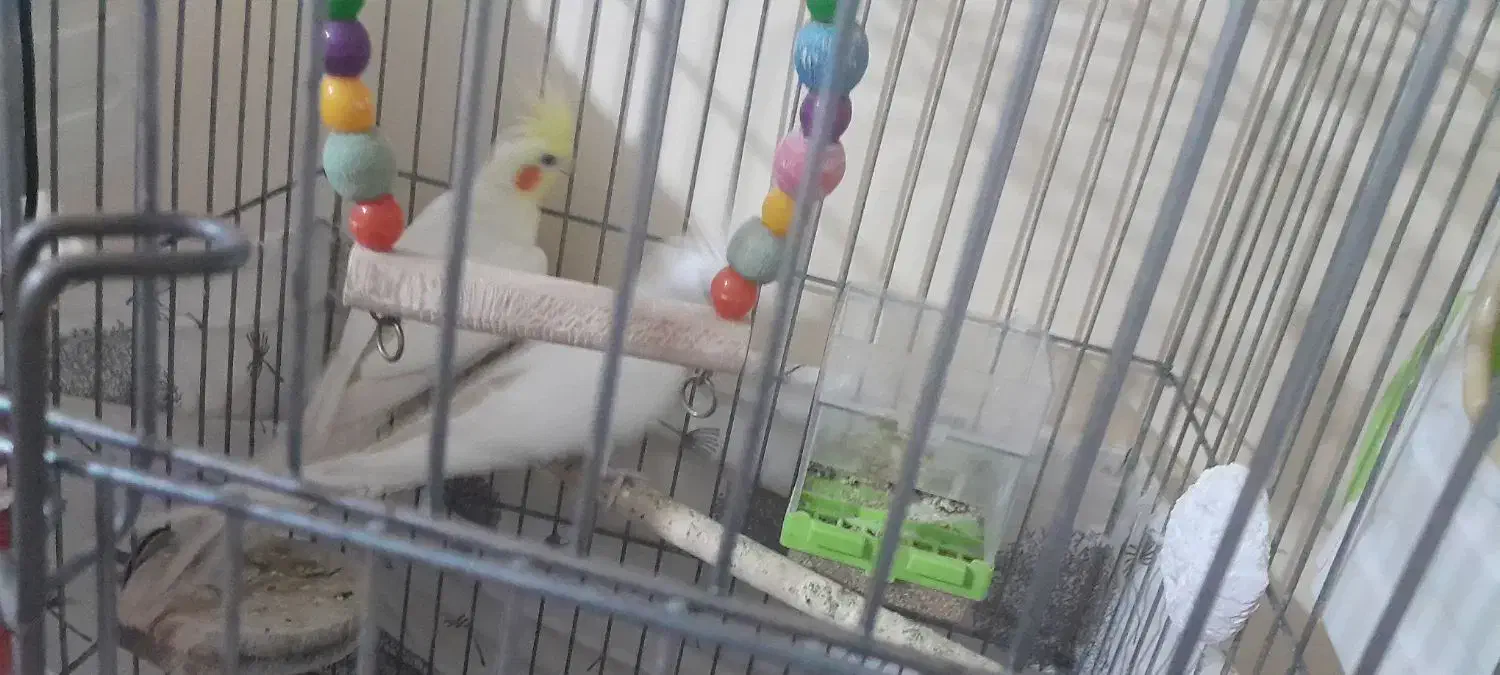 یک جفت عروس هلندی دستی رام|پرنده|فردیس, شهرک شهید حسینی|دیوار