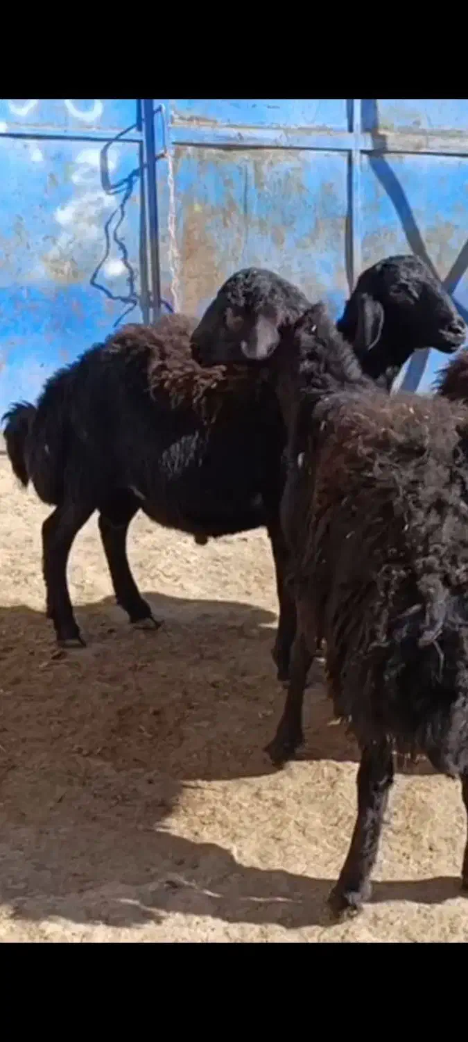 بره قره قزل|حیوانات مزرعه|قره پشتلو, |دیوار