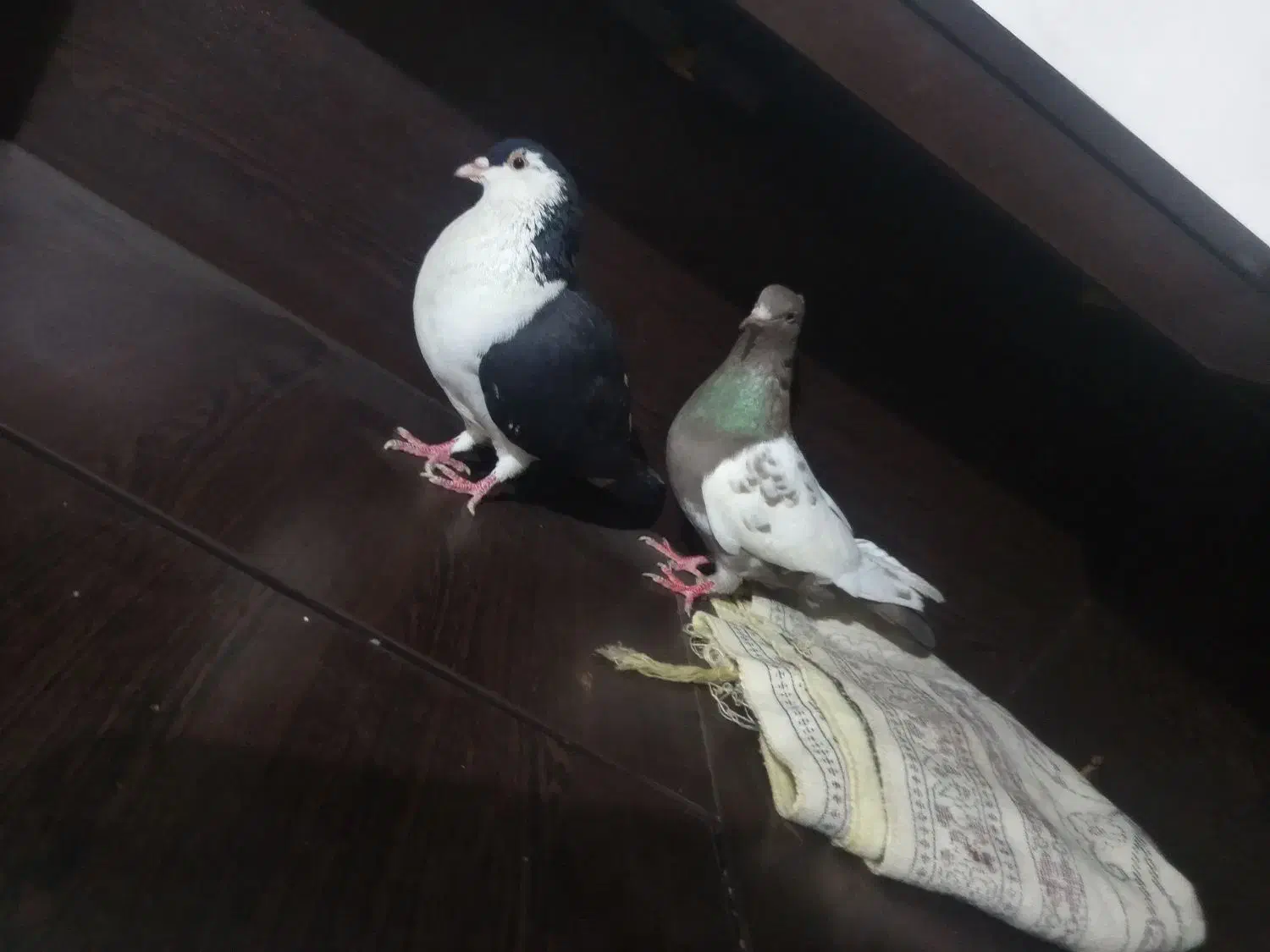 کبوتر|پرنده|گنبد کاووس, |دیوار