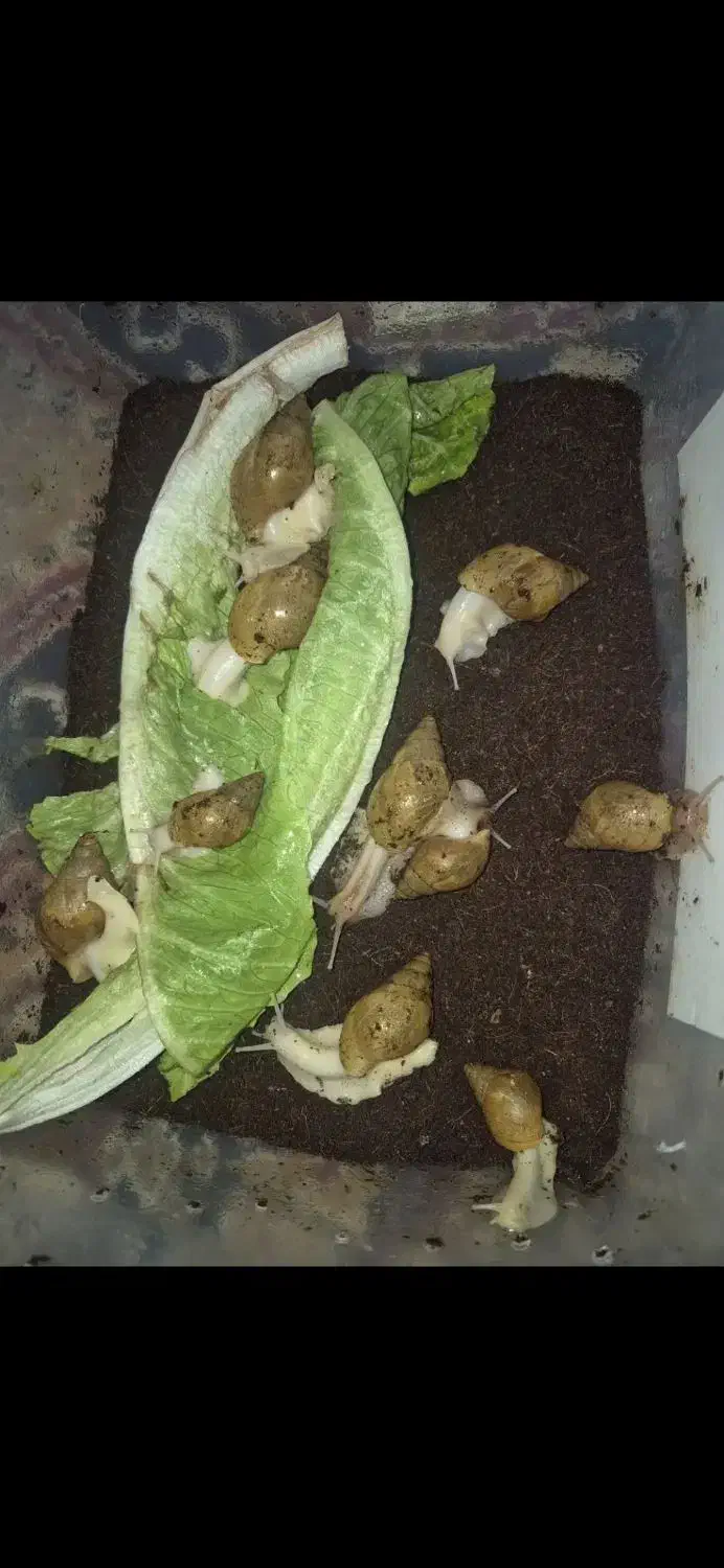 حیوان|خزنده|زرند, |دیوار