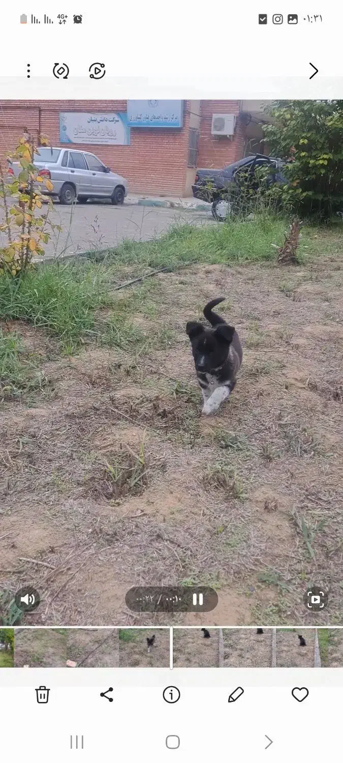 سگ گمشده|حیوانات|میاندوآب, |دیوار