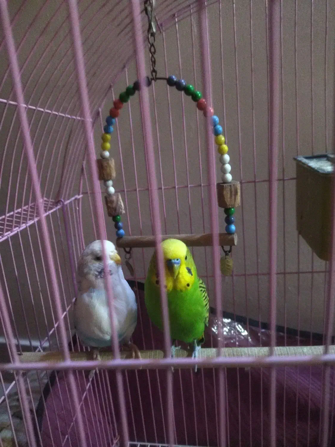 یک جفت مرغ عشق انگلیسی|پرنده|فردیس, شهرک ارم|دیوار