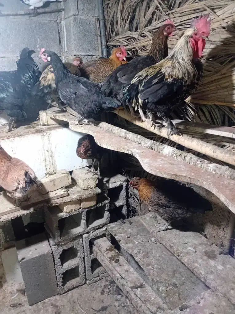 مرغ و خروس محلی اصل کازرون|حیوانات مزرعه|کازرون, |دیوار