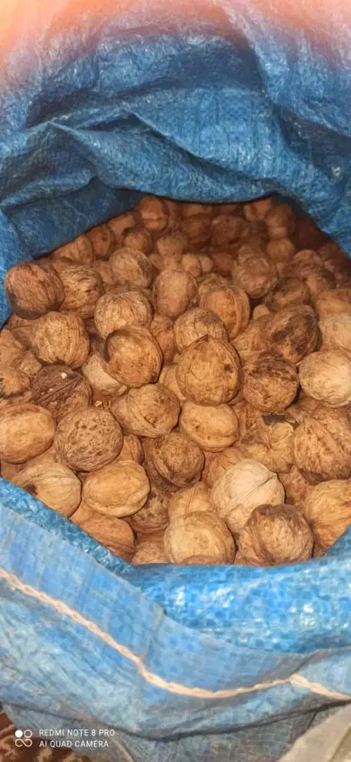 گردو تازه ومحلی بوانات|خوردنی و آشامیدنی|ارسنجان, |دیوار