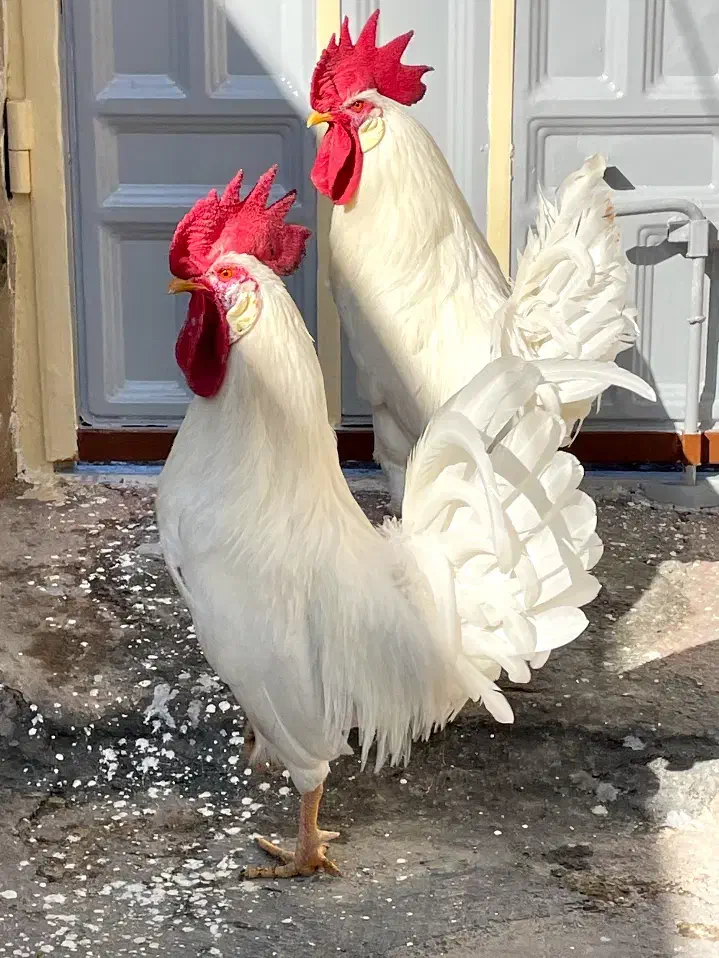 خروس جوان سفید|حیوانات مزرعه|چرداول, |دیوار