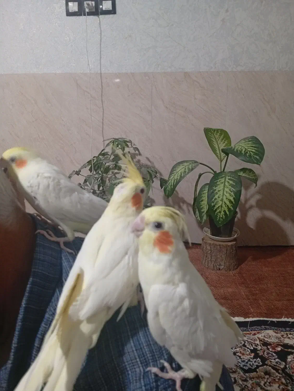 عروس هلندی|پرنده|تربت جام, معدآباد|دیوار