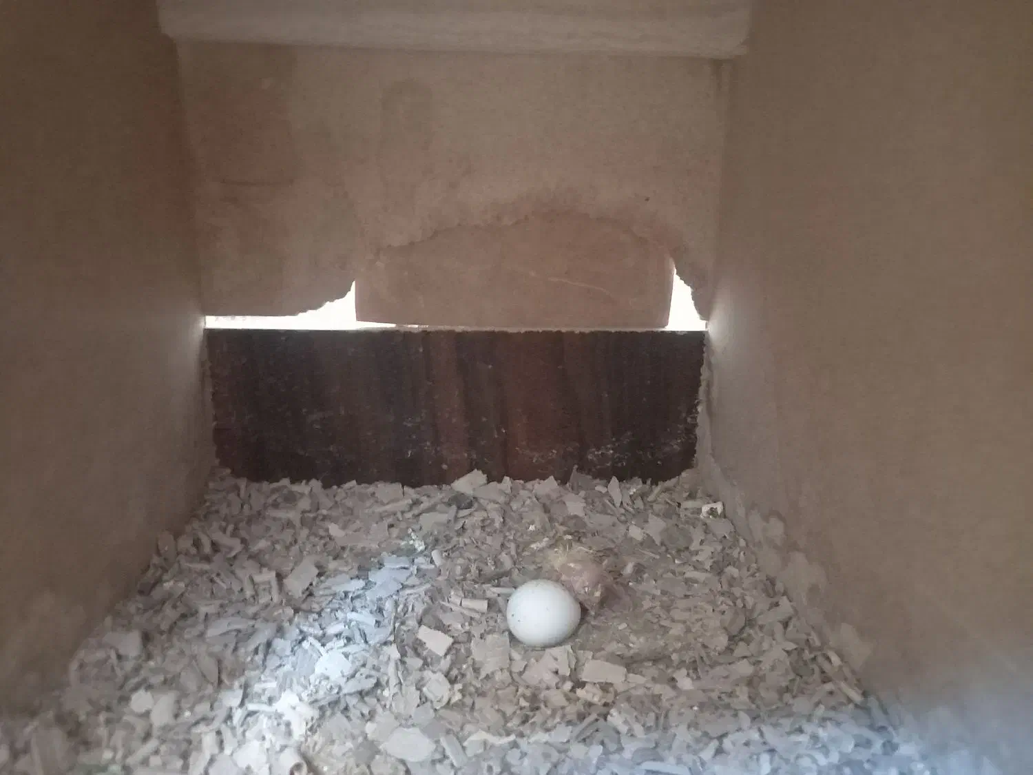 یک جفت عروس هلندی مولد|پرنده|برخوار, |دیوار