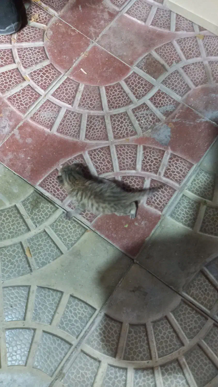 واگذاری گربه|گربه|سنندج, |دیوار