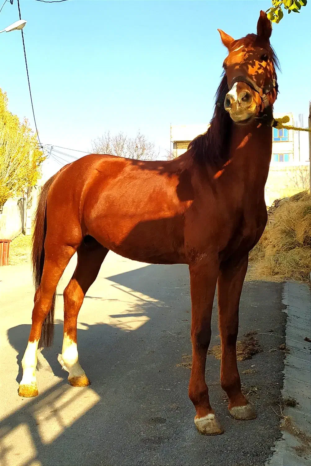 اسب زیبا|اسب و تجهیزات اسبسواری|هشترود, |دیوار