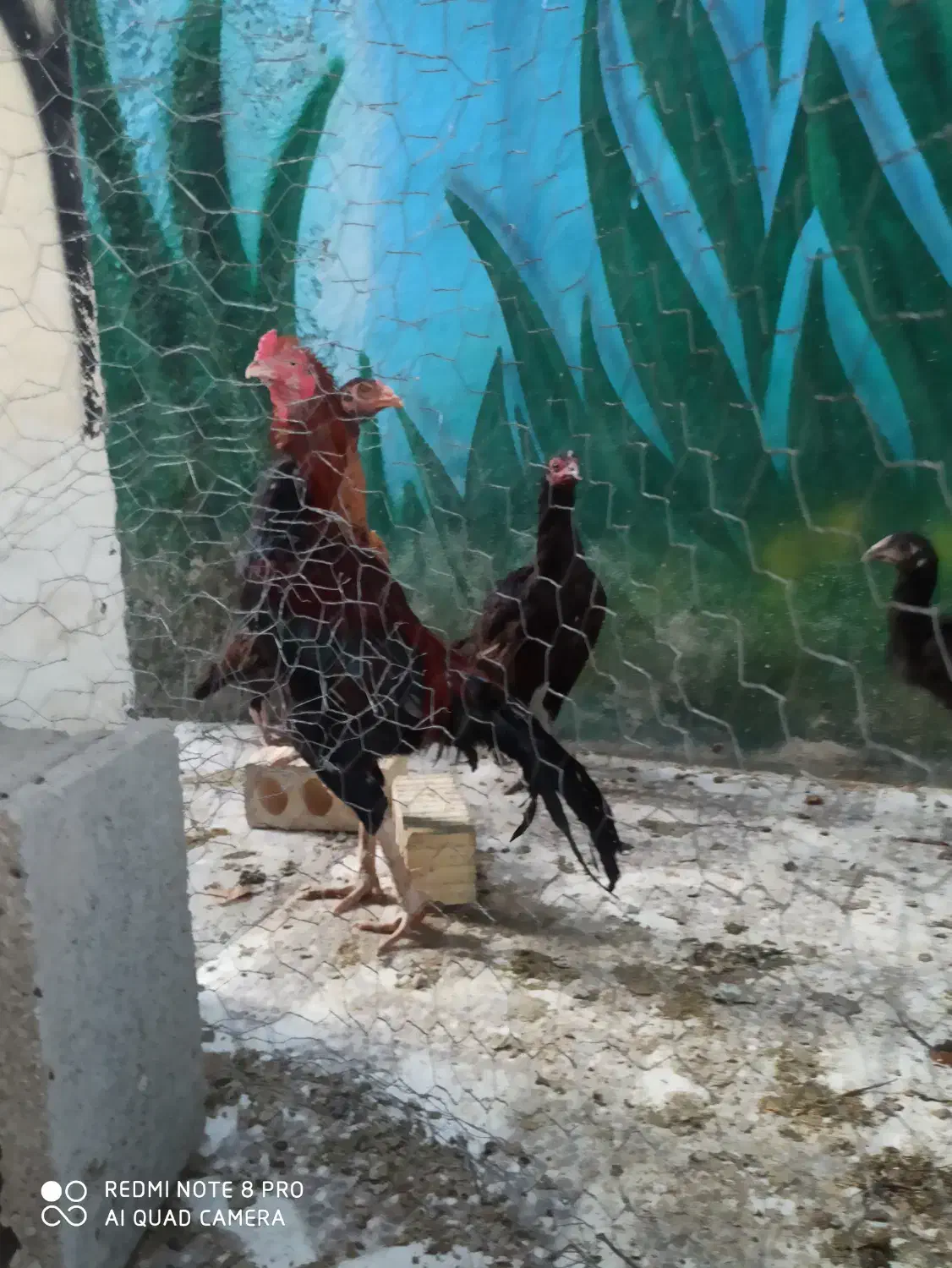 مرغ و خروس لاری|حیوانات مزرعه|خورموج, |دیوار