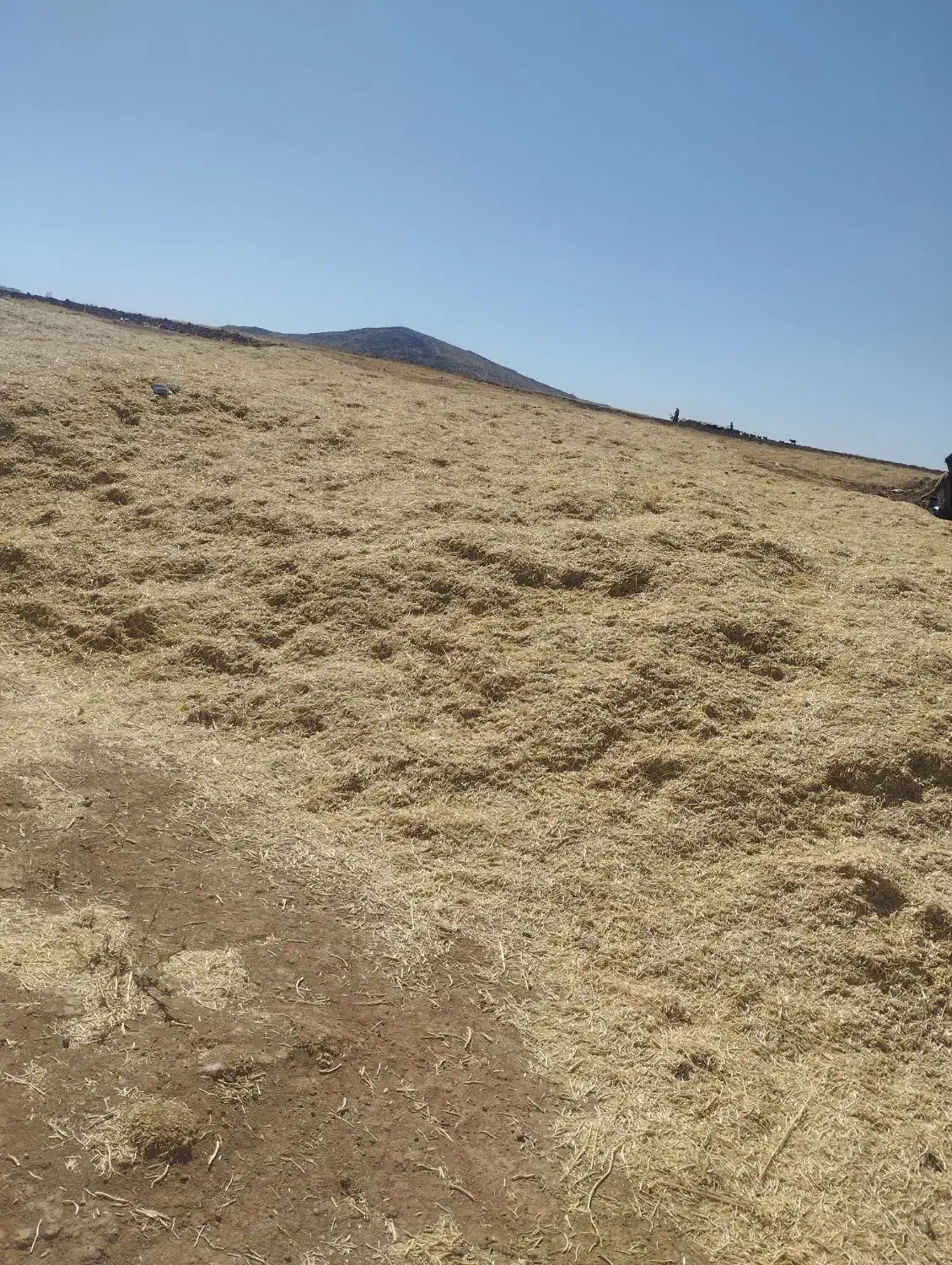 کاه نخودکیلوی7-هزار|خدمات باغبانی و درختکاری|نورآباد, |دیوار