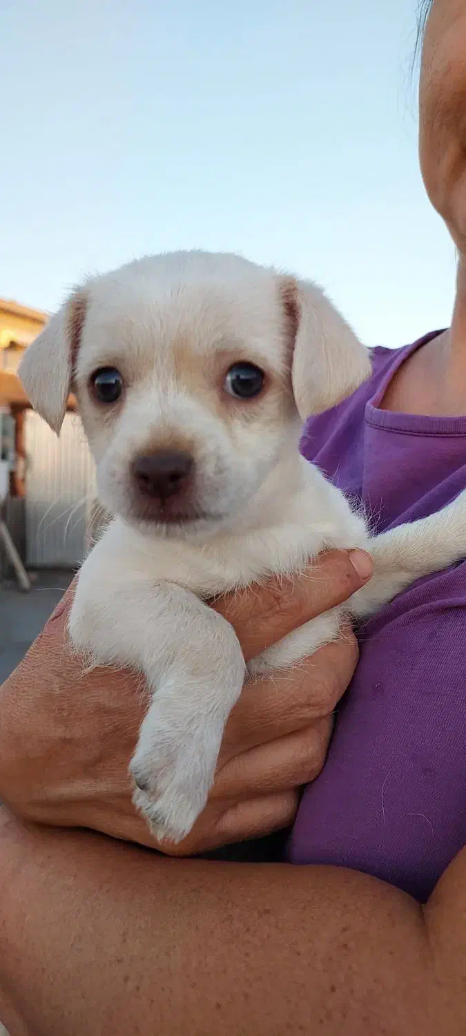 سگ شیترو تریر|سگ|گنبد کاووس, |دیوار