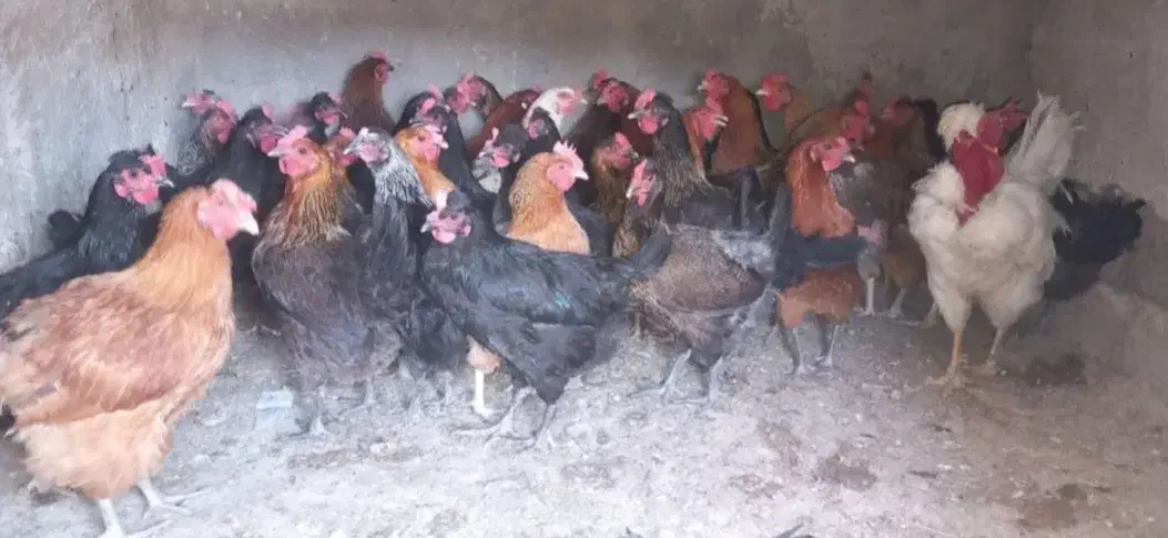 مرغ بومی تخم گذار|پرنده|رودشت (اصفهان), |دیوار