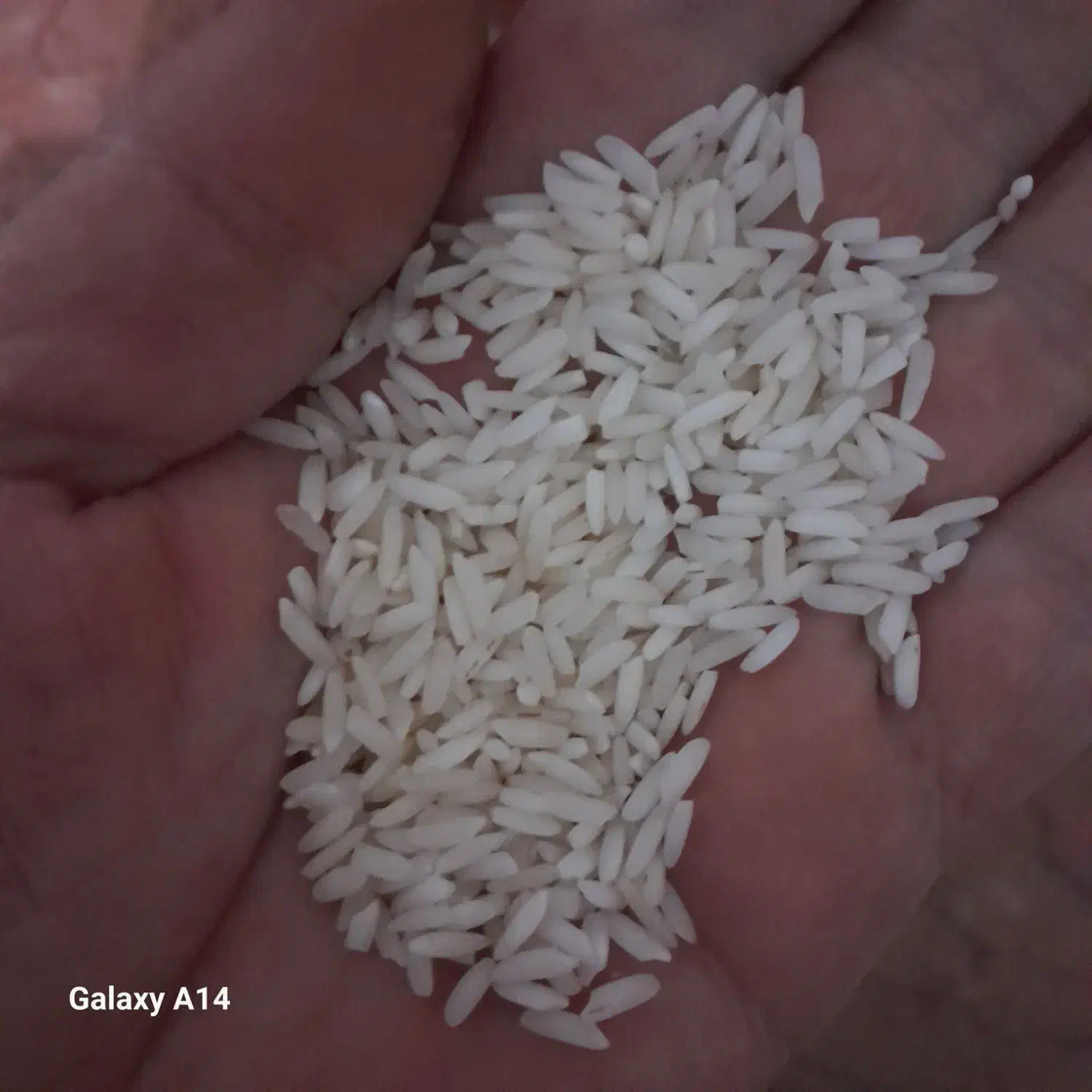 یک تن برنج علی کاظمی درجه یک و۲۵۰کیلو راتون|عمدهفروشی|رودبنه, |دیوار