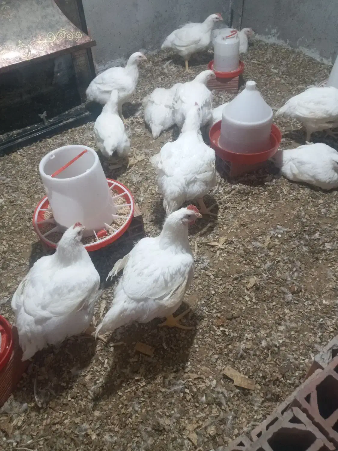 مرغ گوشتی ۱۲۰به فروش می‌رسد|حیوانات مزرعه|خان ببین, |دیوار