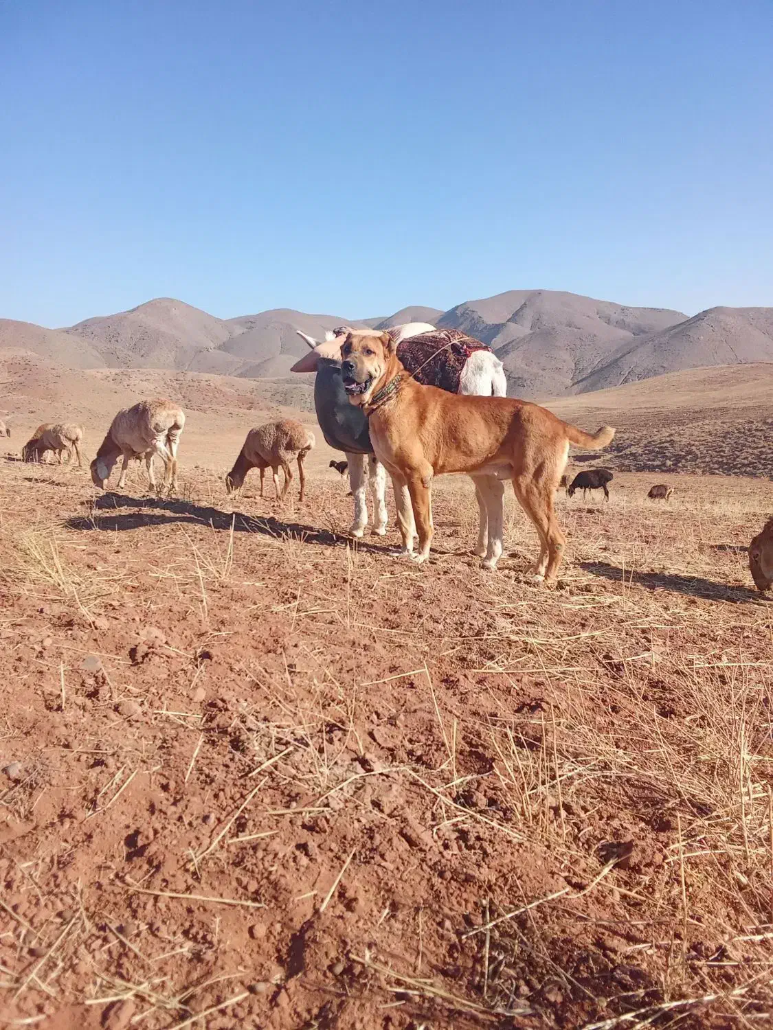 سگ‌گلگی|سگ|تربت جام, جامرود|دیوار