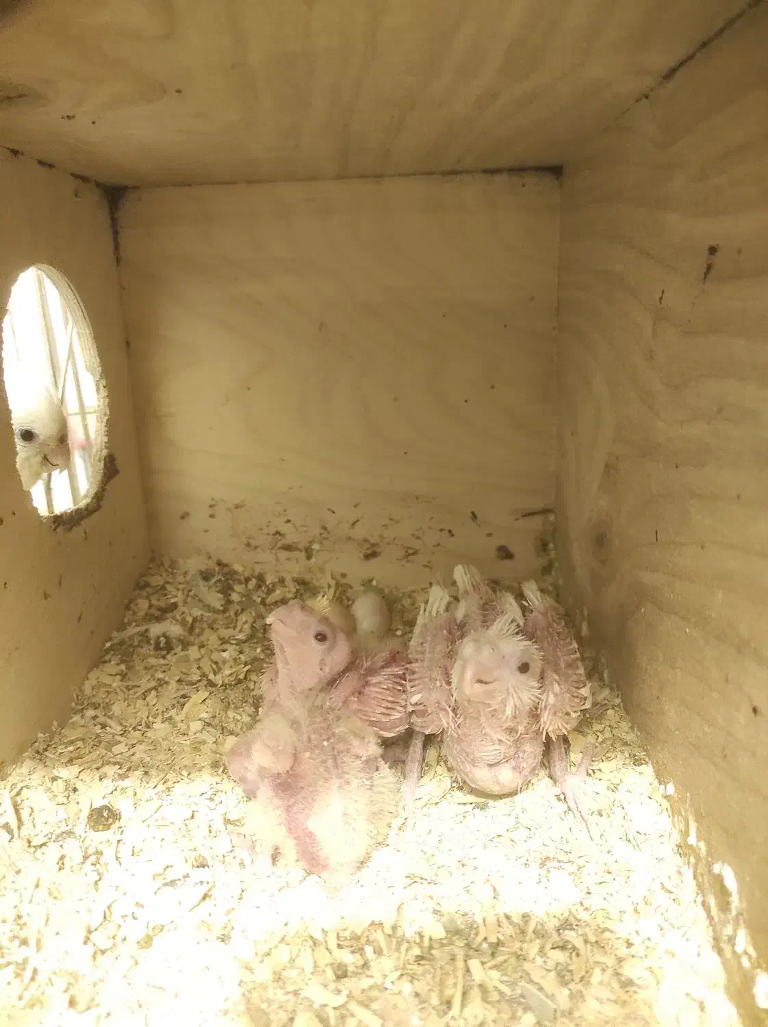 جوجه عروس هلندی آلبینو سفید و لوتینو|پرنده|شیراز, تندگویان|دیوار