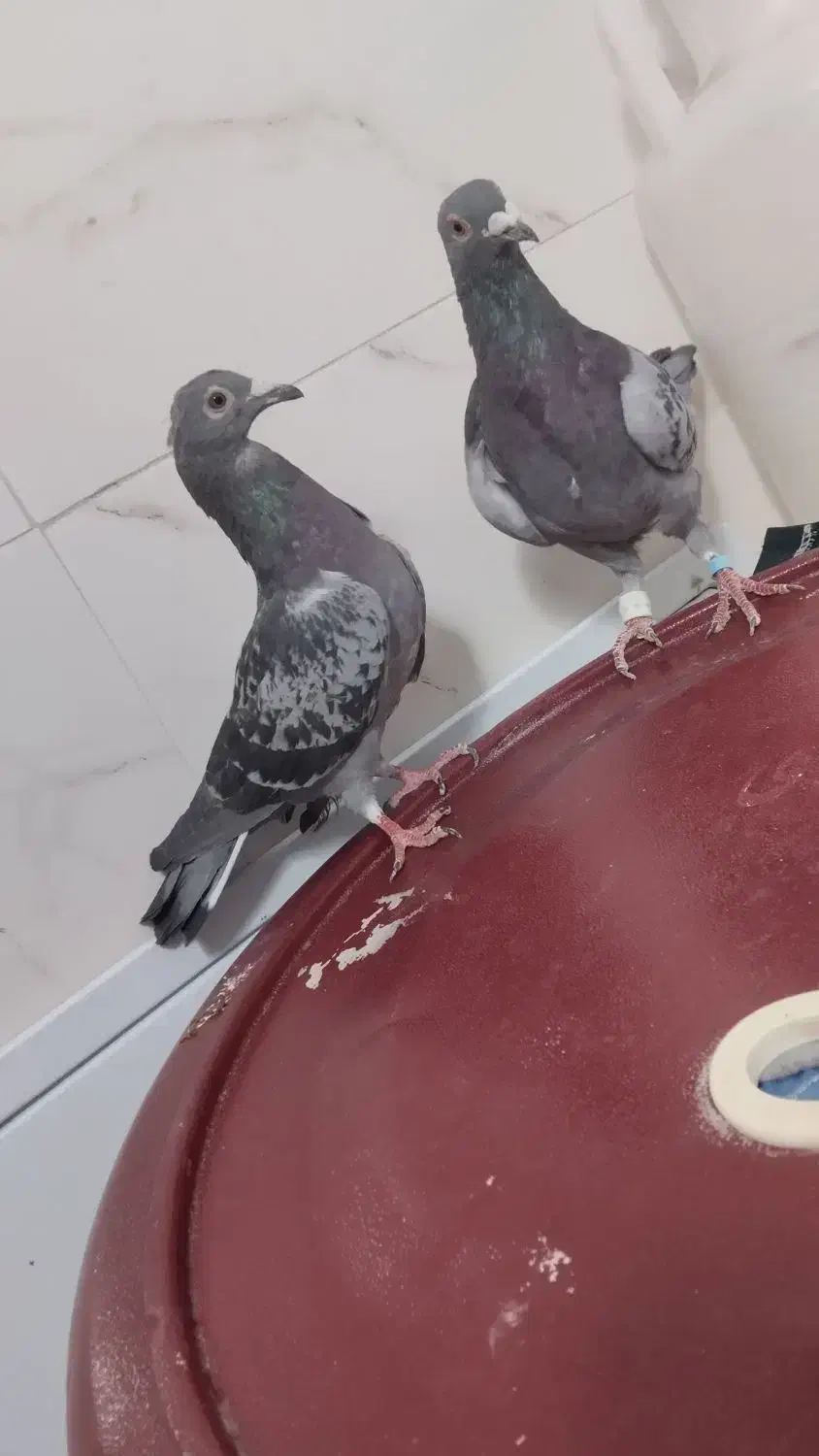 پرنده کفتر زرحی|پرنده|جلگه ماژان, |دیوار