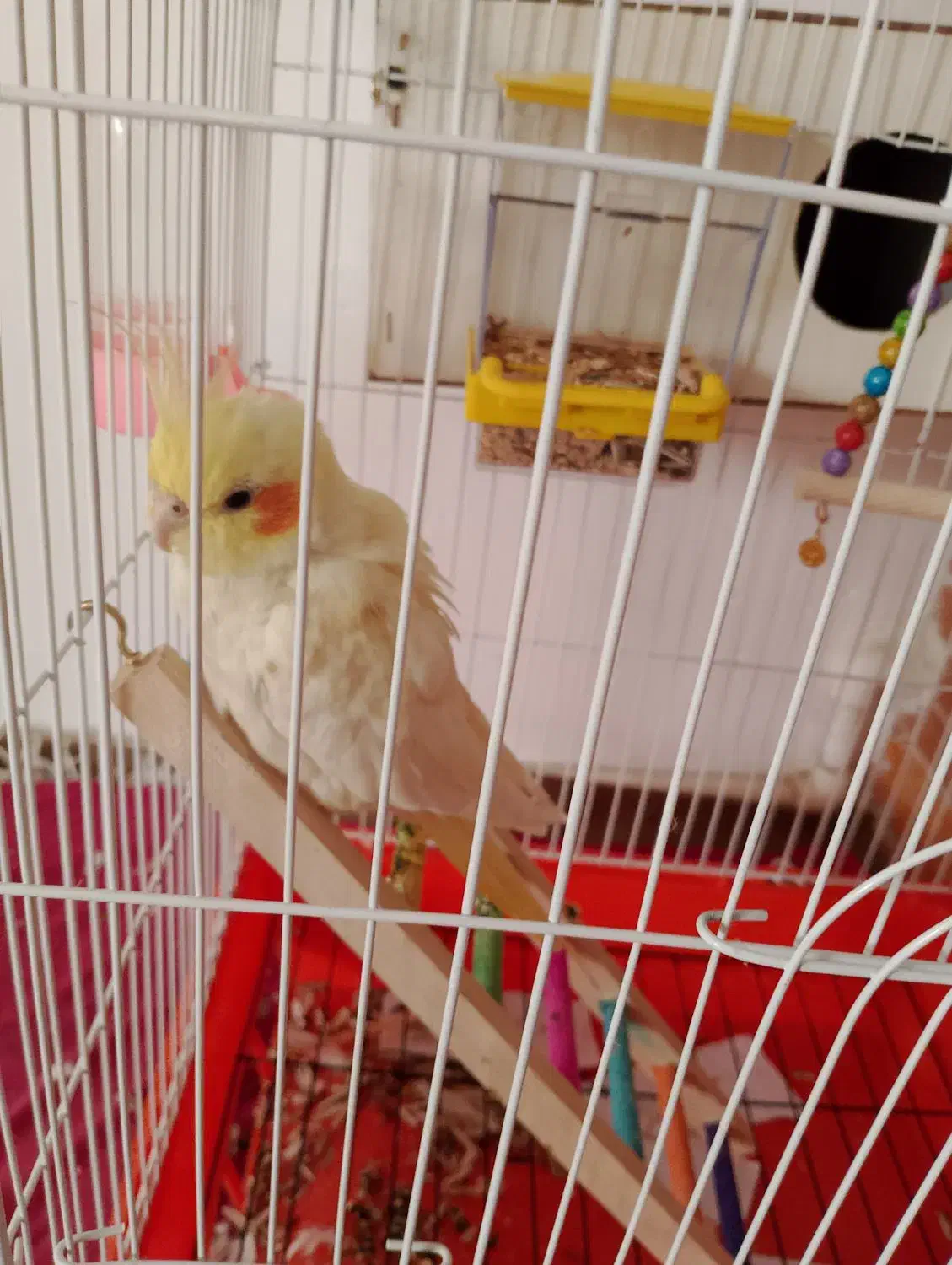 بخاطر وقت نداشتن رسیدگی بهش|پرنده|چناران, |دیوار