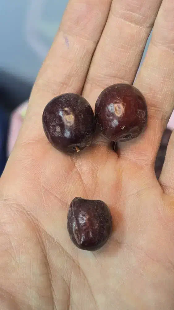 عناب|خوردنی و آشامیدنی|فولادشهر, مسکن مهر فولادشهر|دیوار