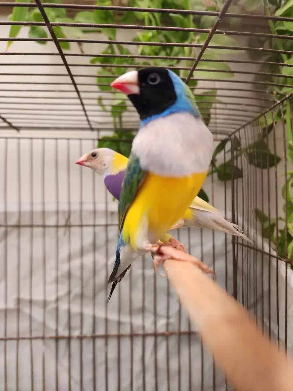 فنچ گلدین|پرنده|کرج, کمالشهر|دیوار