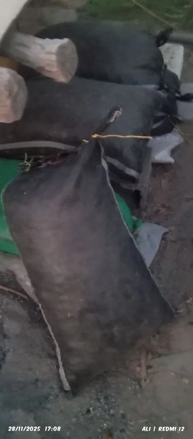 سلنک خشک خشک|لوازم جانبی حیوانات|میناب, |دیوار