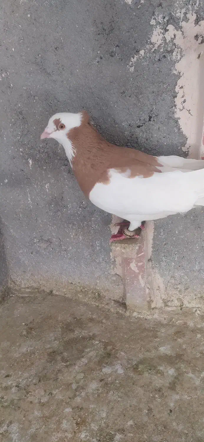 کبوتر پرشی|پرنده|نیشابور, مازول|دیوار