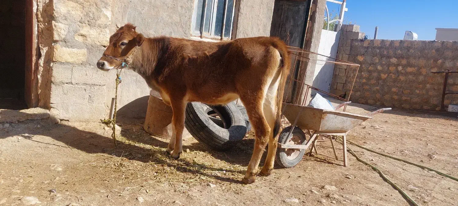 گوساله ماده|حیوانات مزرعه|کارزان, |دیوار