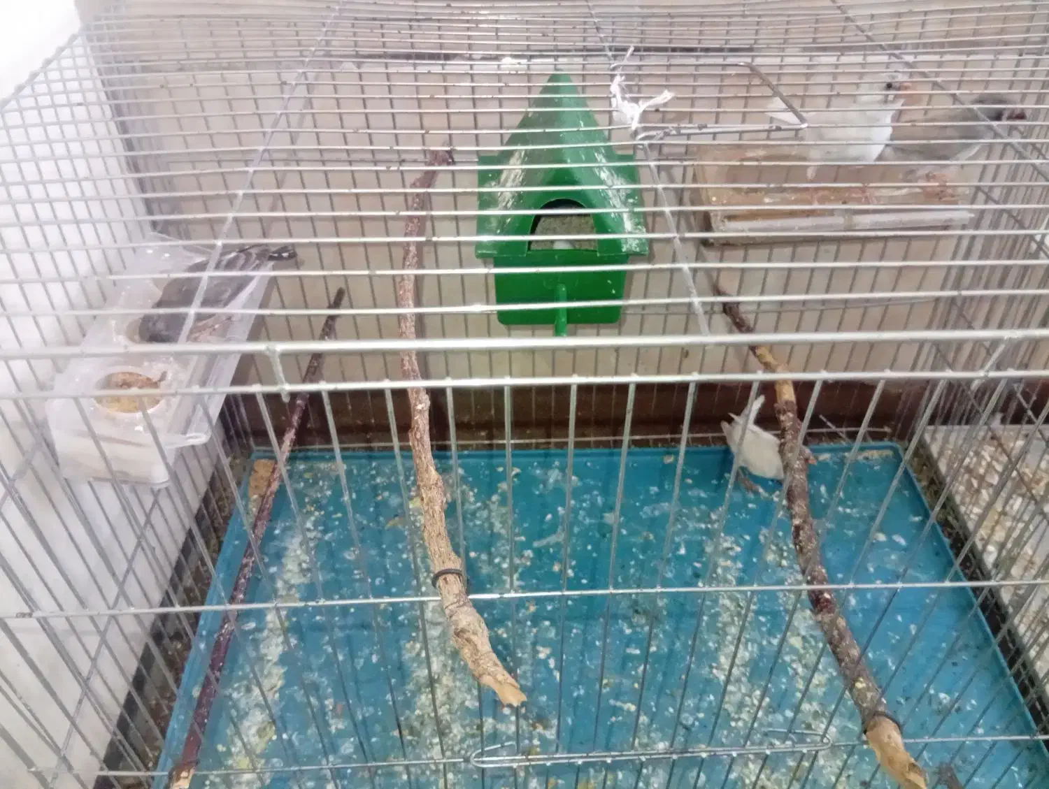 فنچ|پرنده|کرمان, |دیوار