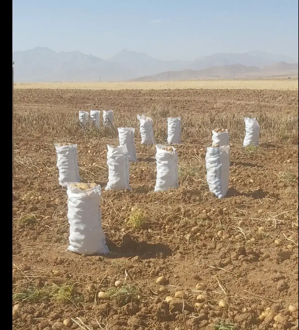 سیب زمینی فریدن|خوردنی و آشامیدنی|اصفهان, منتظرالمهدی|دیوار