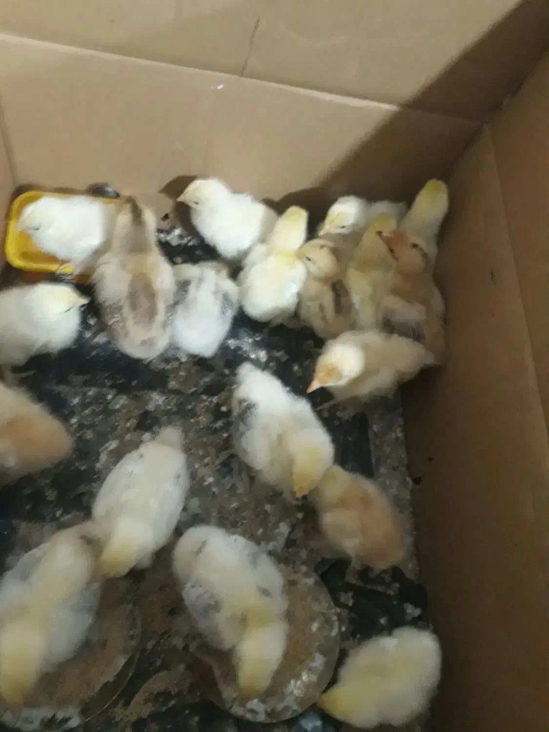 جوجه برهما سلطان اصل|حیوانات مزرعه|نگین شهر, |دیوار