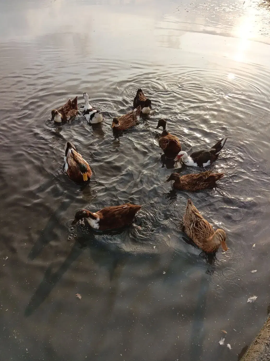 اردک پکنی|حیوانات مزرعه|رودسر, |دیوار