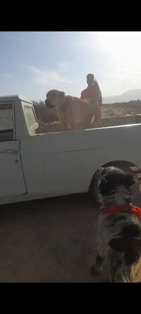 سگ ماده سرابی اصل در راور|سگ|راور, |دیوار